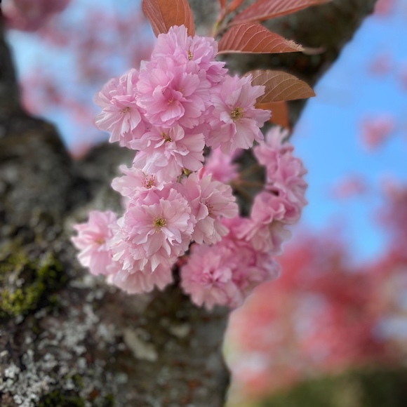 Meet your Posher, Jackie - Picture 1 of 1